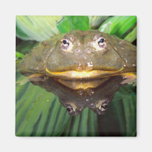 African Burrowing Bullfrog, Pyxicephalus 2 Magnet