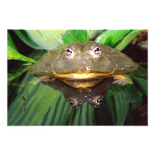 African Burrowing Bullfrog, Pyxicephalus 2 Photo Print
