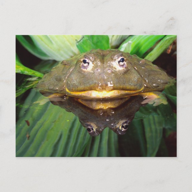 African Burrowing Bullfrog, Pyxicephalus 2 Postcard (Front)