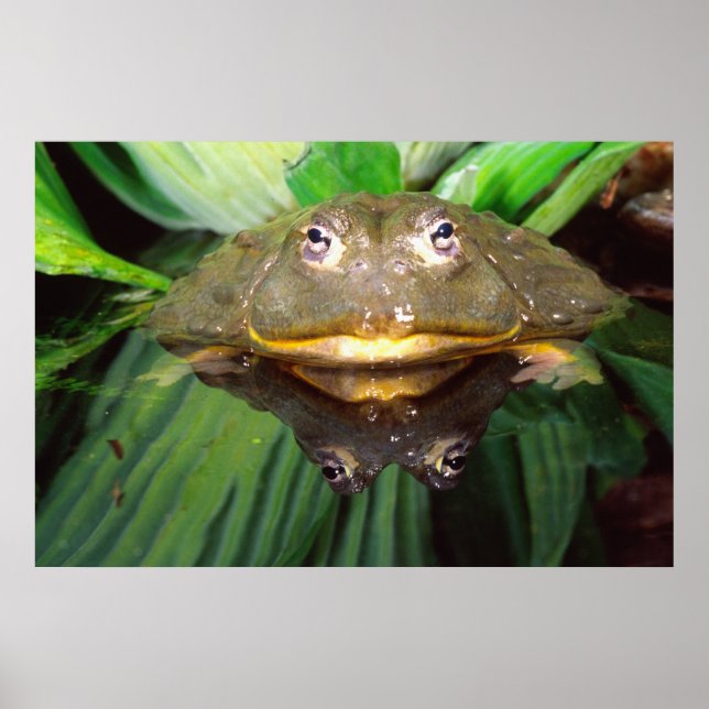 African Burrowing Bullfrog, Pyxicephalus 2 Poster (Front)
