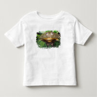 African Burrowing Bullfrog, Pyxicephalus 2
