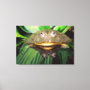 African Burrowing Bullfrog, Pyxicephalus Canvas Print