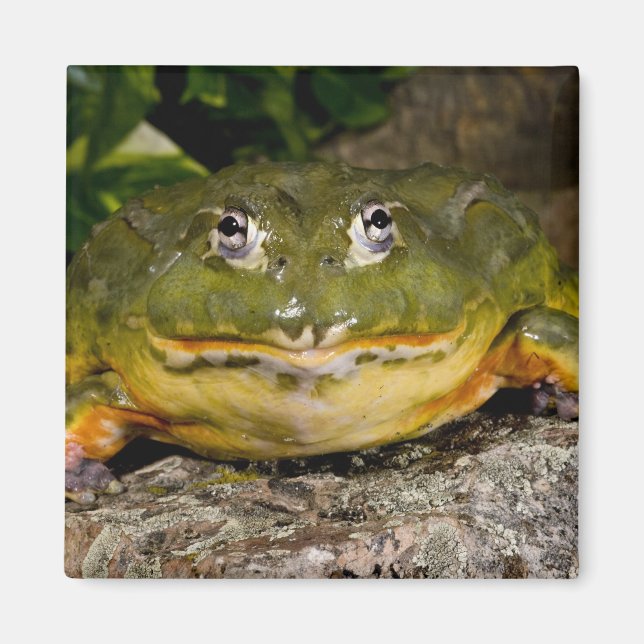 African Burrowing Bullfrog, Pyxicephalus Magnet (Front)