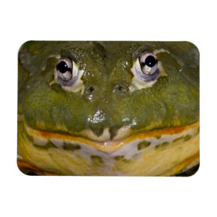 African Burrowing Bullfrog, Pyxicephalus Magnet