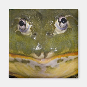 African Burrowing Bullfrog, Pyxicephalus Magnet