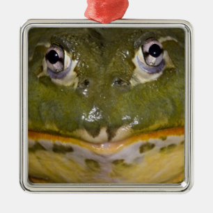 African Burrowing Bullfrog, Pyxicephalus Metal Ornament