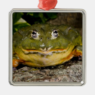 African Burrowing Bullfrog, Pyxicephalus Metal Ornament