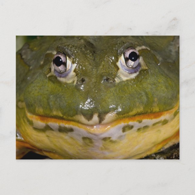 African Burrowing Bullfrog, Pyxicephalus Postcard (Front)