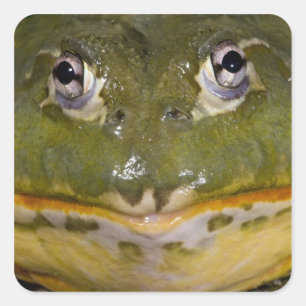 African Burrowing Bullfrog, Pyxicephalus Square Sticker