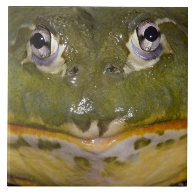 African Burrowing Bullfrog, Pyxicephalus Tile (Front)