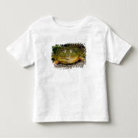 African Burrowing Bullfrog, Pyxicephalus