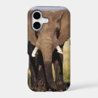 African Bush Elephant