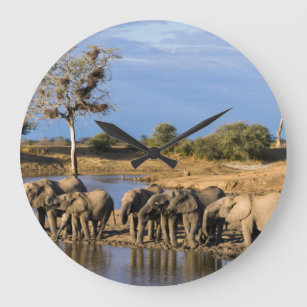 African Bush Elephant (Loxodonta Africana) Herd Large Clock