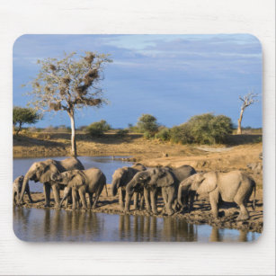 African Bush Elephant (Loxodonta Africana) Herd Mouse Pad