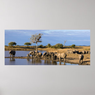 African Bush Elephant (Loxodonta Africana) Herd Poster