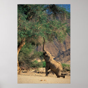 African Bush Elephant (Loxodonta Africana) Poster