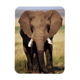 African Bush Elephant Magnet