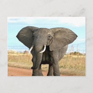 African Bush Elephant Marching to success goal Postcard