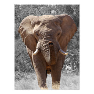 African bush elephant photo print