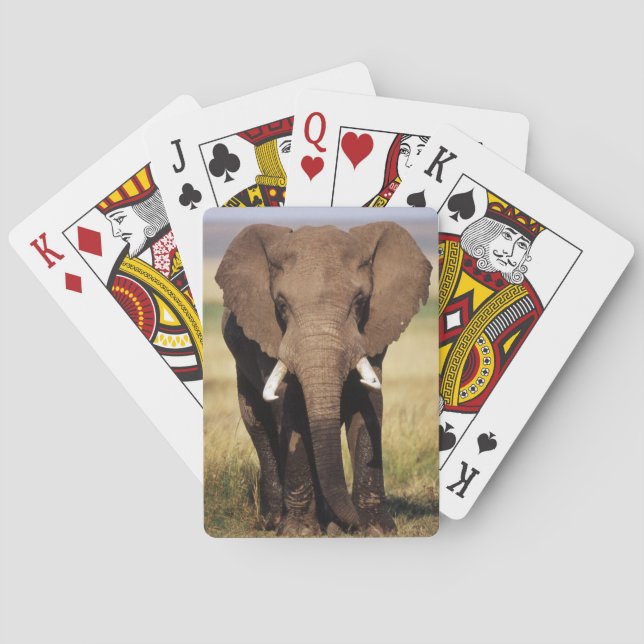 African Bush Elephant Playing Cards (Back)