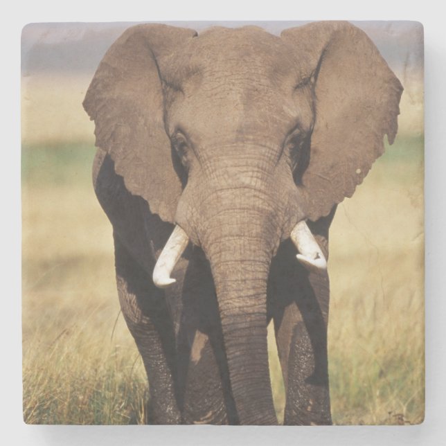 African Bush Elephant Stone Coaster (Front)