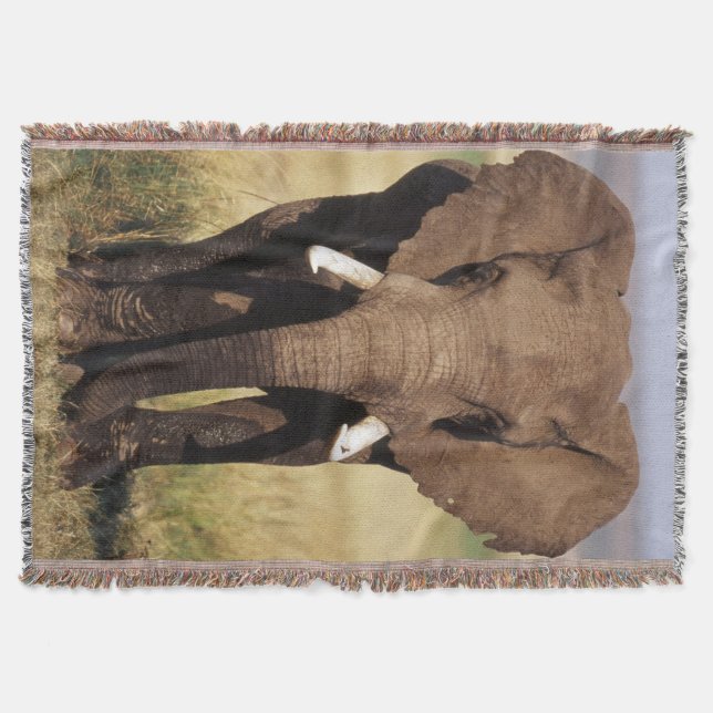 African Bush Elephant Throw Blanket (Front)