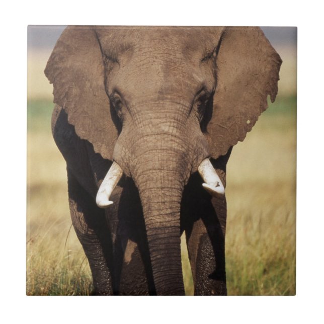 African Bush Elephant Tile (Front)