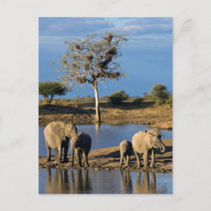 African Bush Elephants (Loxodonta Africana) Postcard