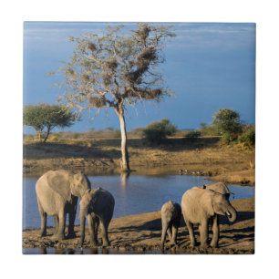 African Bush Elephants (Loxodonta Africana) Tile