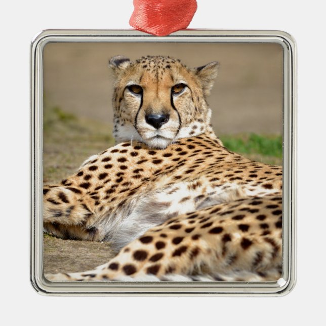 African Cheetah lying on ground Metal Ornament (Front)