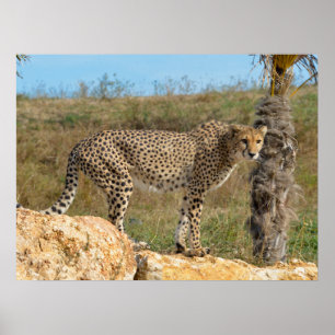 African Cheetah on rock  Poster