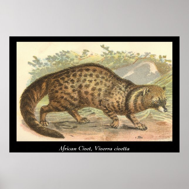 African Civet Poster (Front)