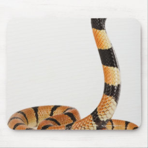 African coral snake (Aspidelaps lubricus) Mouse Pad