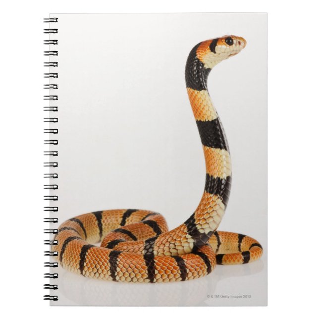 African coral snake (Aspidelaps lubricus) Notebook (Front)
