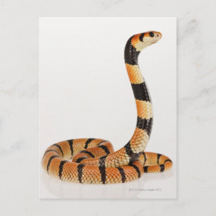 African coral snake (Aspidelaps lubricus) Postcard
