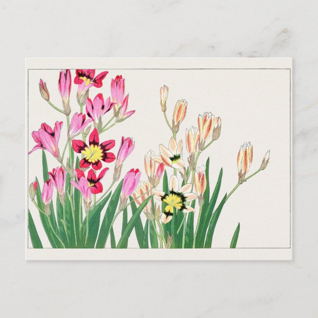 African corn lily by Tanigami Konan Postcard (Front)