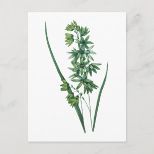 African corn lily(Ixia viridiflora) by Redouté Postcard