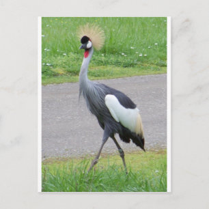 African Crested Crane Postcard