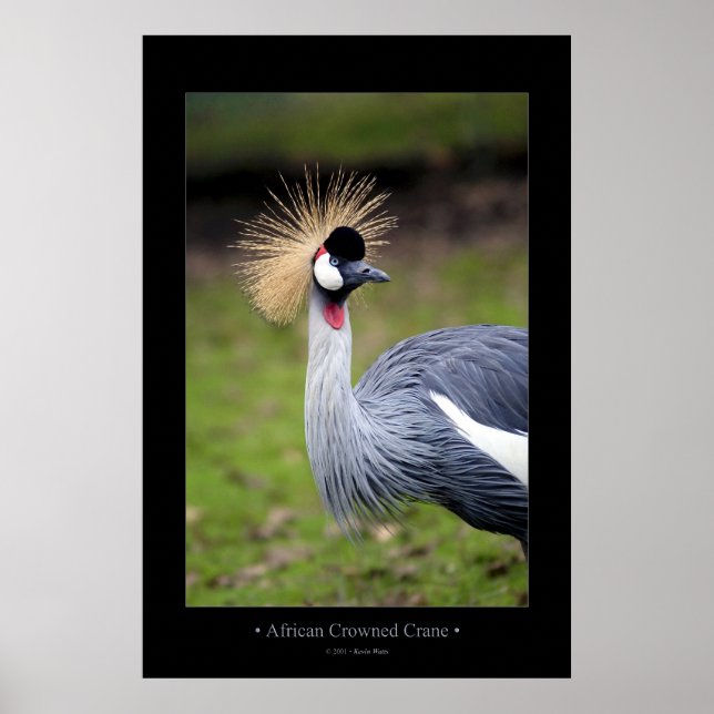 African Crowned Crane Poster (Front)