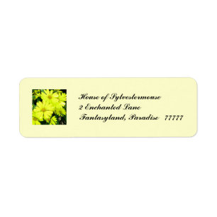 African Daisies Address Labels for Personalization