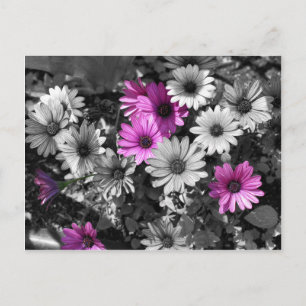 African Daisies BW Floral Postcard