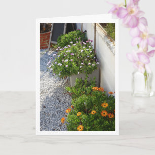 African Daisies Portrait Card