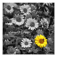African Daisies Selective Colour Wall Art Print