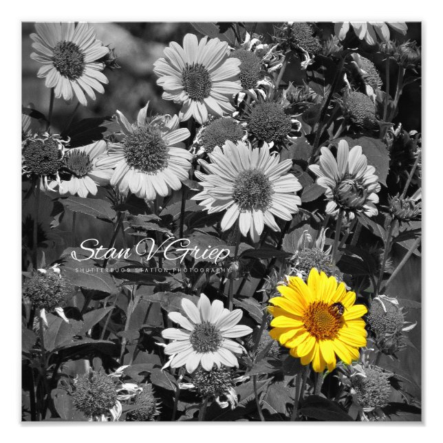 African Daisies Selective Colour Wall Art Print (Front)