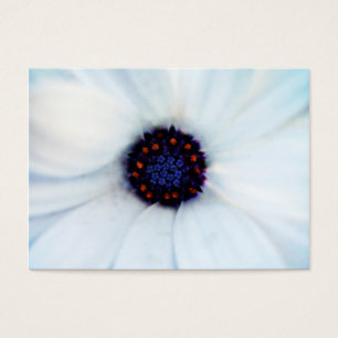 African daisy