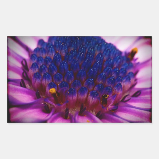 African Daisy Blossom Rectangle Sticker (Front)