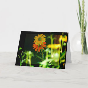 AFRICAN DAISY-CARD CARD