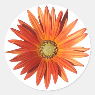 African Daisy Classic Round Sticker