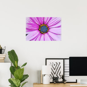 African Daisy Close Up Poster Art