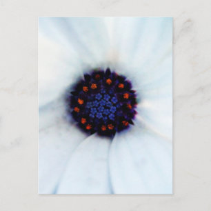 African Daisy Flower Postcard